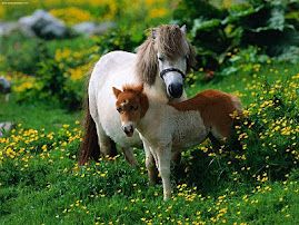 shetland-pony-with-foal-1.jpeg
